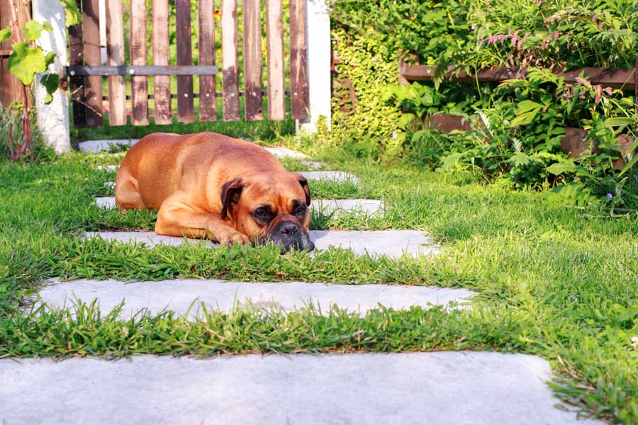 gartenzaun-und-hund